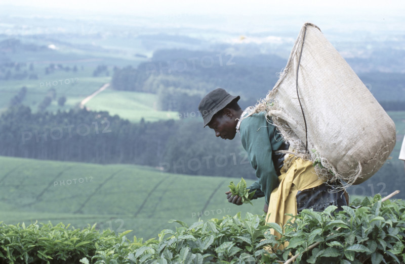 Tea picking
\n
\n
