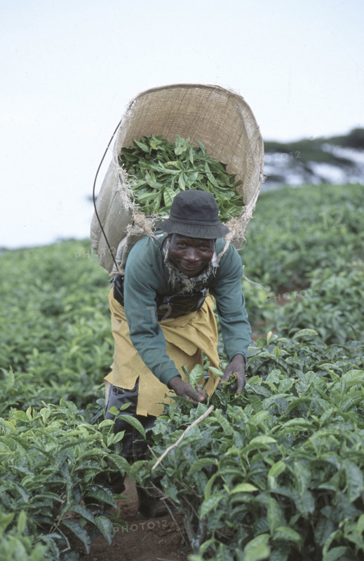 Picking tea
\n