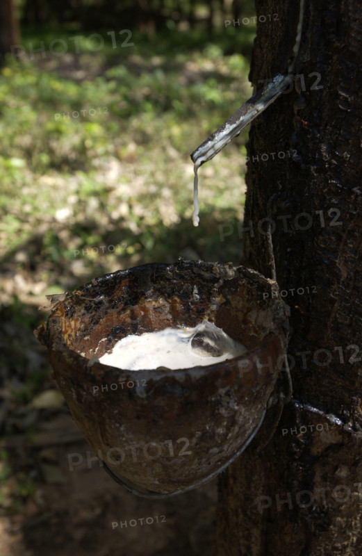 Collecting rubber sap.
\n