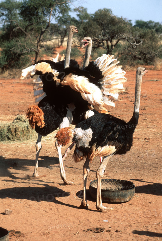 Male Ostrich
\n