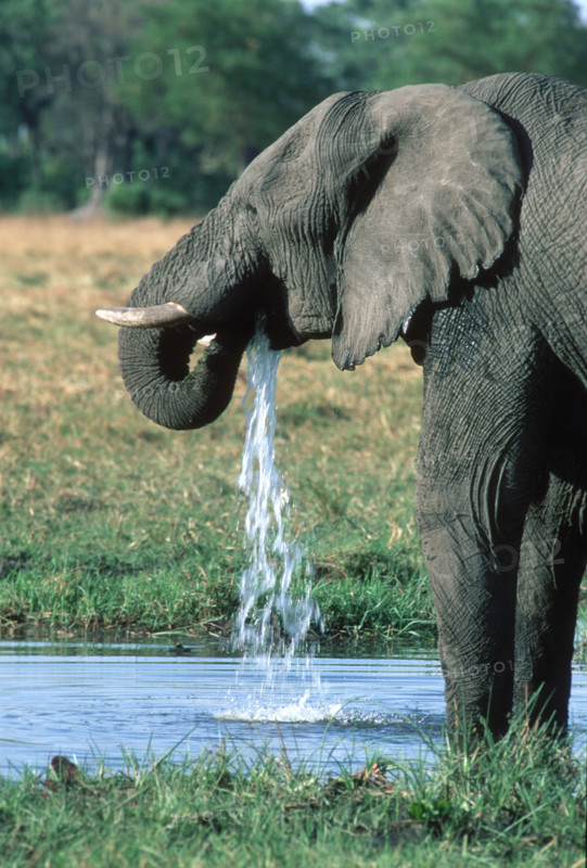 Elephant Drinking
\n