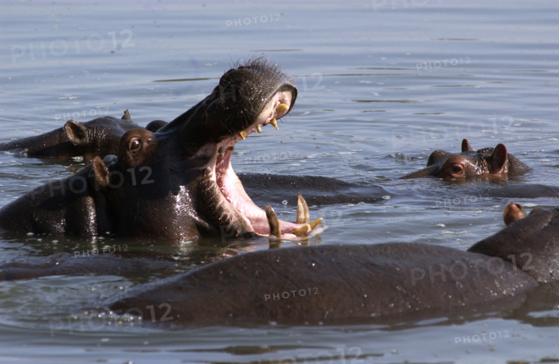 Hippo Yawning
\n