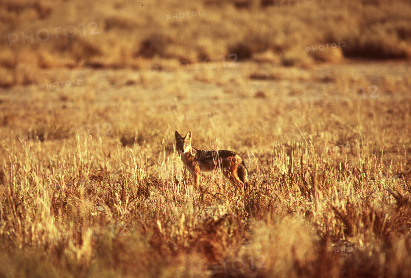 Jackal in Kalahari desert
\n