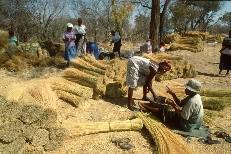 Ladies collecting thatching grass
\n