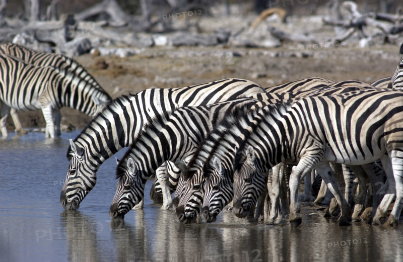 Zebras Drinking
\n