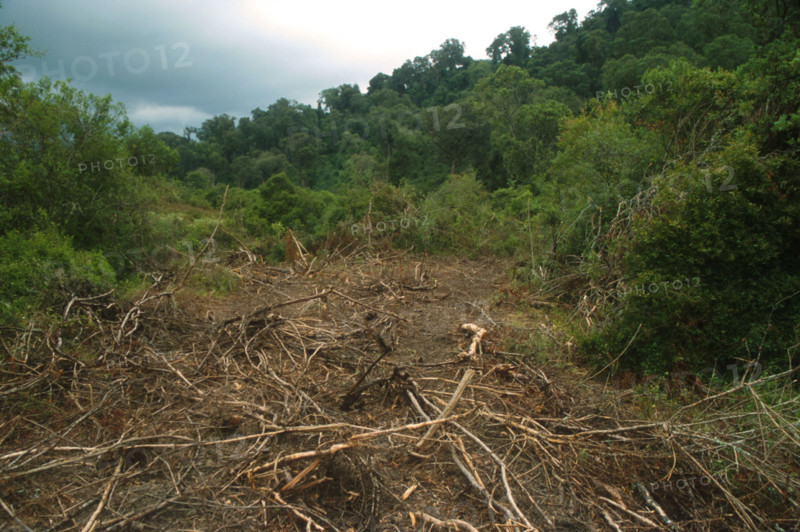 Illegal clearing of indigenous yellowwood forests