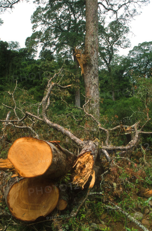 Illegal clearing of indigenous yellowwood forests 6