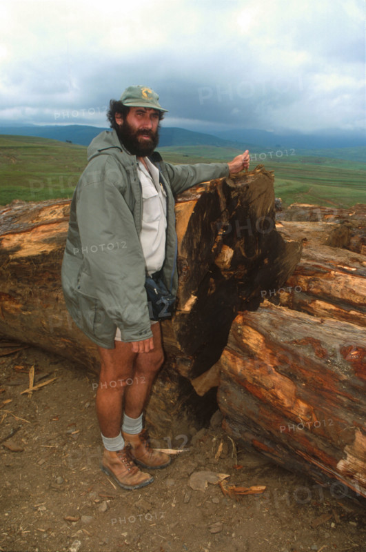 Illegal felling of yellowwoods
