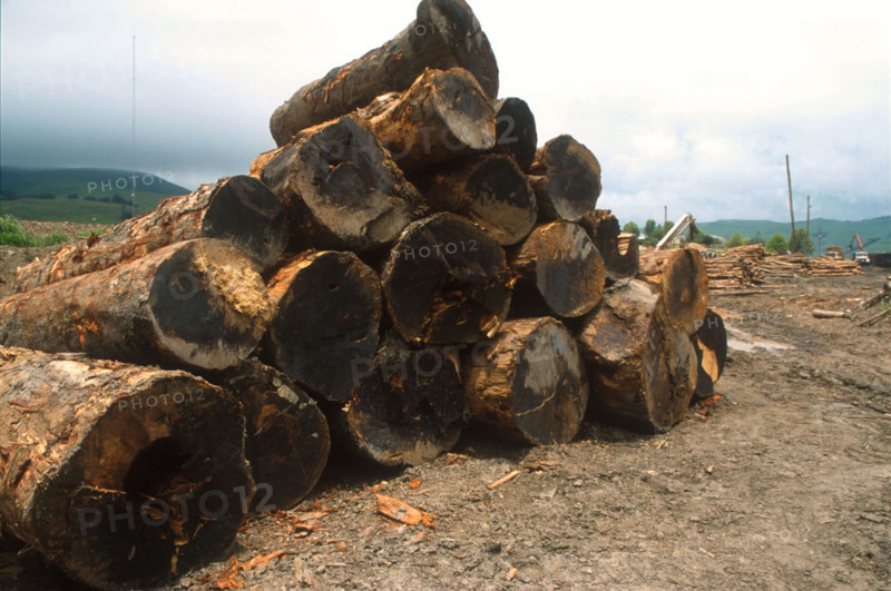 Illegal clearing of indigenous yellowwood forests