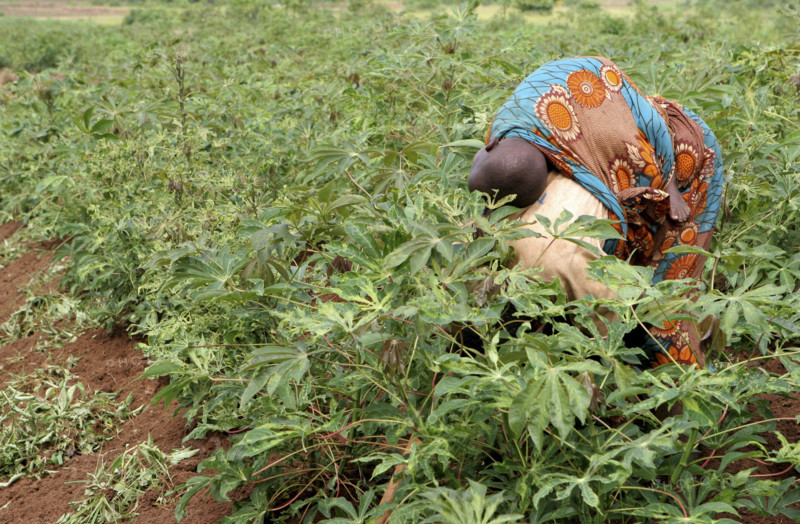 Burundi, A woman with child on her back working in casava plantations outside the capital, Bujumbura, February 2006.