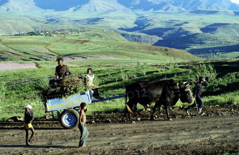 OXEN DRAWING WOODEN CART, LESOTHO