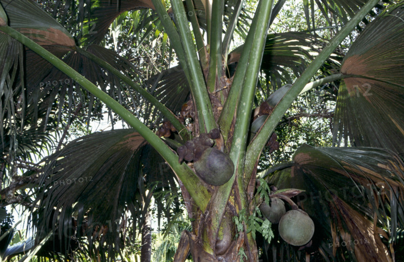 COCO DU MER PALM, VALLES DE MAI, SEYCHELLES