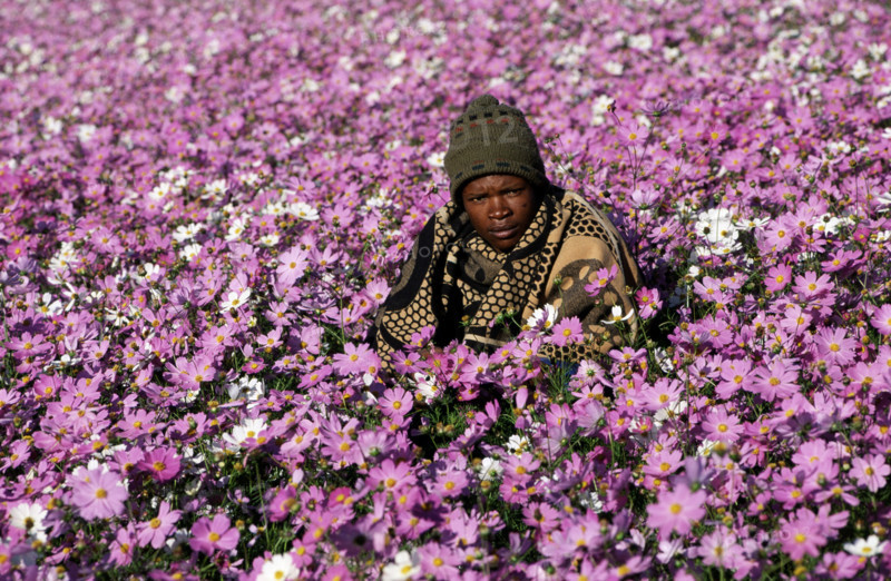 LOCAL IN FIELD OF COSMOS, LESOTHO