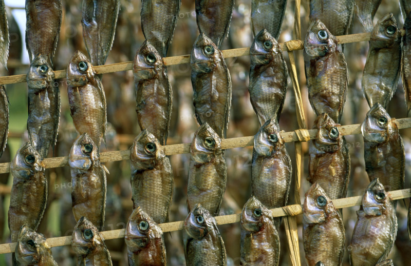 TILAPIA, SUN DRIED FISH, LAKE MBURO, UGANDA