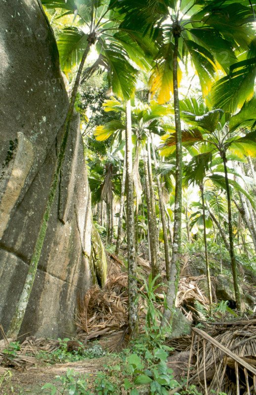 FOREST, SEYCHELLES