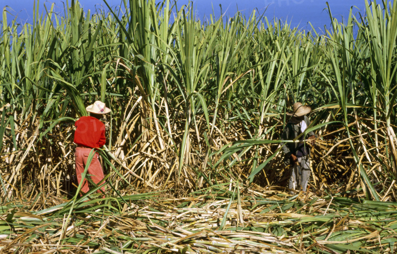SUGAR CANE CUTTER, REUNION