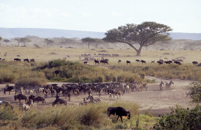 GAME AT WATERHOLE, SERENGETI, TANZANIA