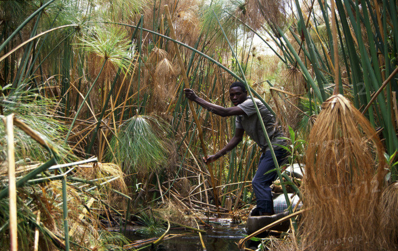 MKORO, OKAVANGO, BOTSWANA