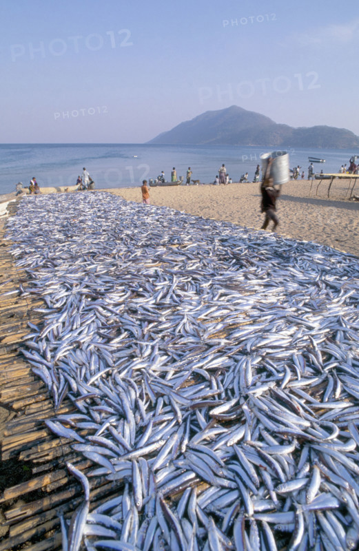 USIPA FISH ON BEACH RACKS