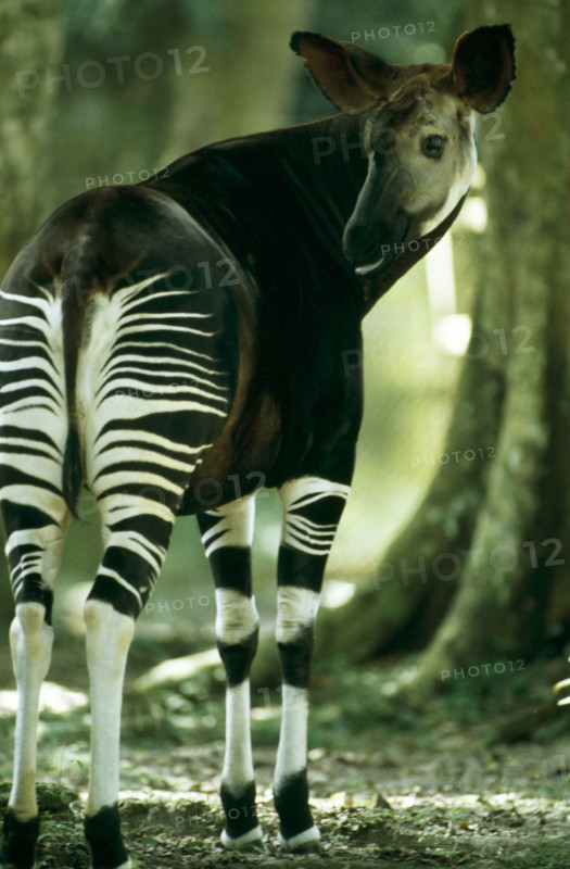 FEMALE OKAPI, EPULU, DEMOCRATIC REPUBLIC OF THE CONGO