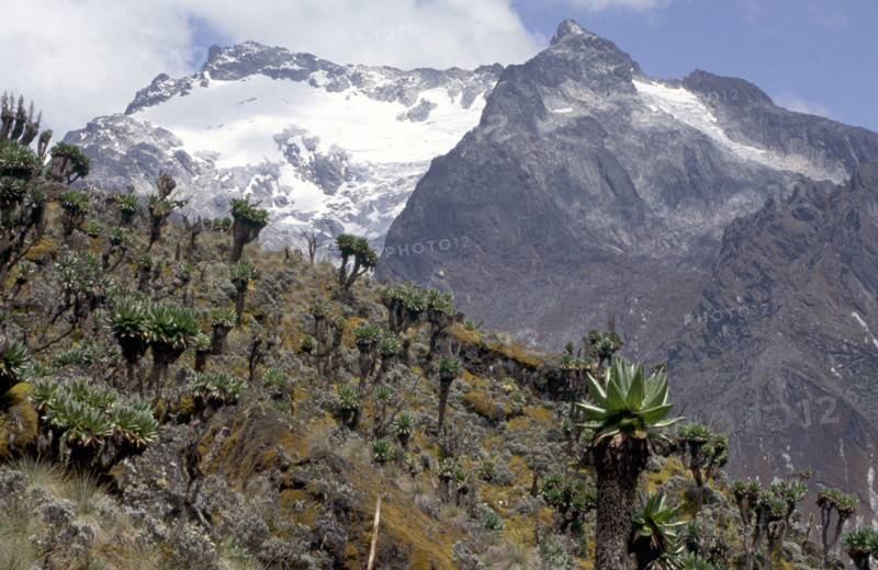 MOUNT BAKER, RUWENZORI NATIONAL PARK, UGANDA