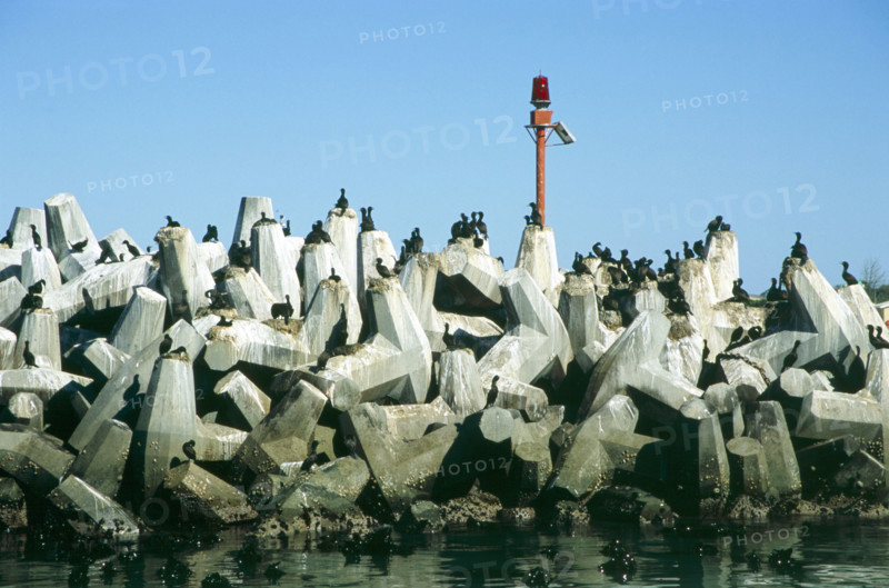 Cormorants