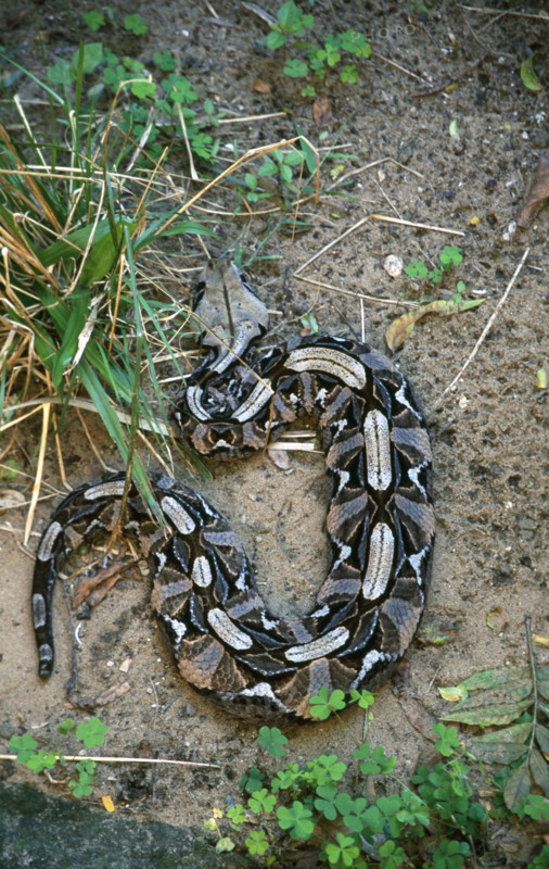 Gaboon Viper