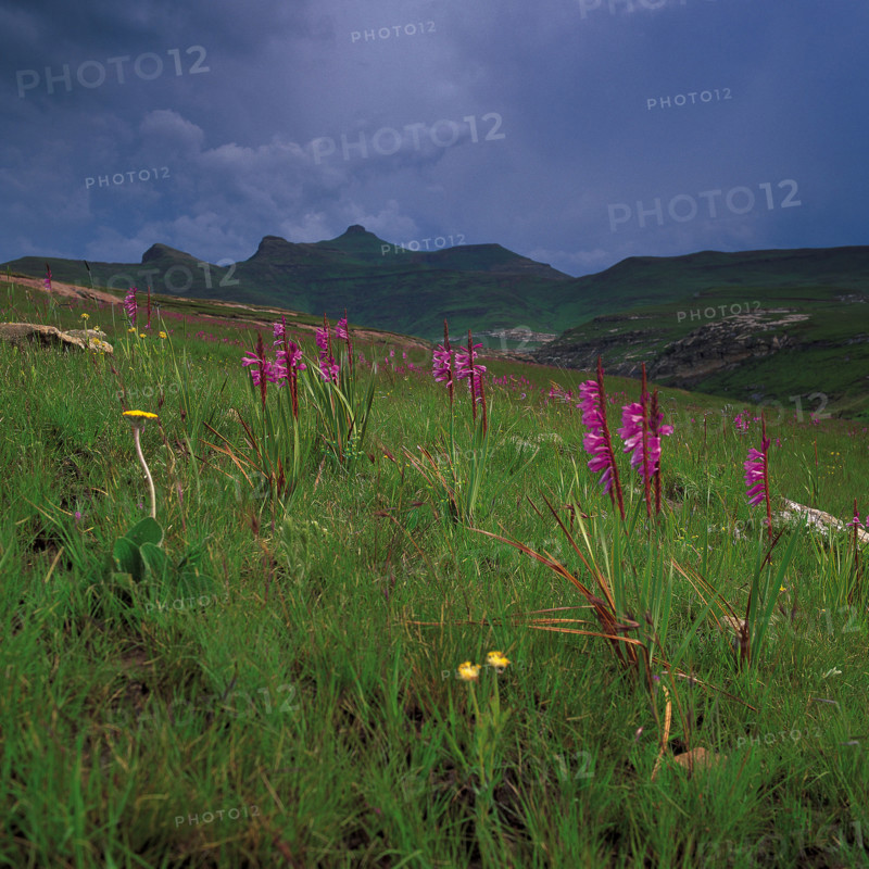 Watsonia