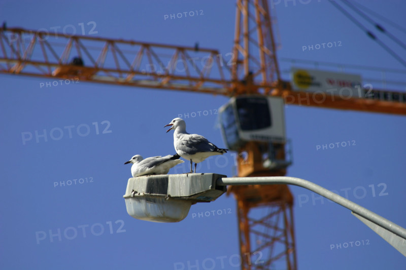 Two seagulls get a bird's-eye view of the construction site in Greenpoint, Cape Town which will host a 2010 World Cup semi-final