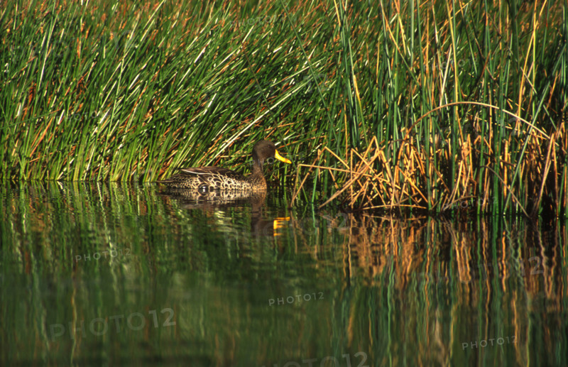 Yellow-billed duck (Anas undulata)