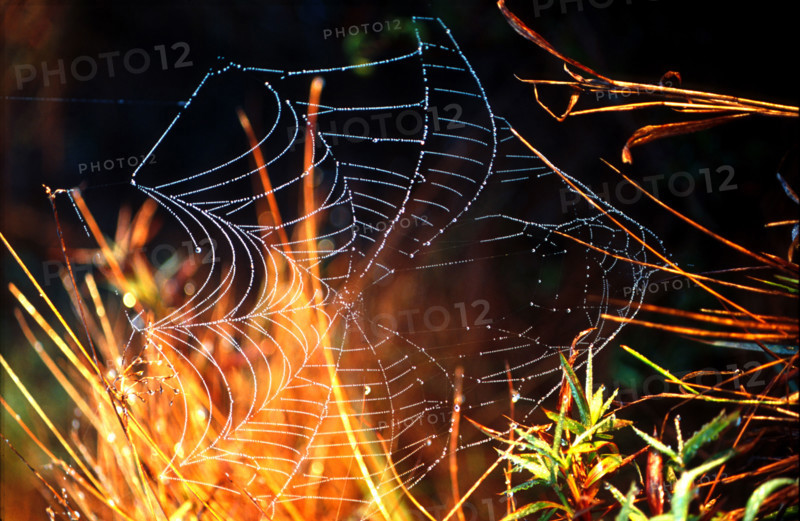 spiders web
