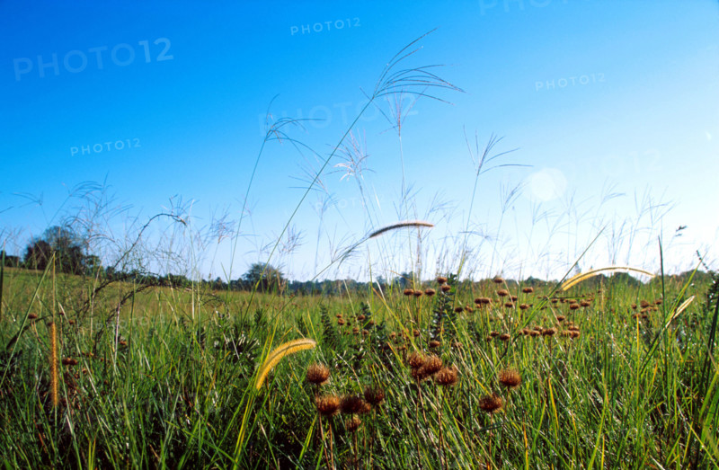 grasses in a field