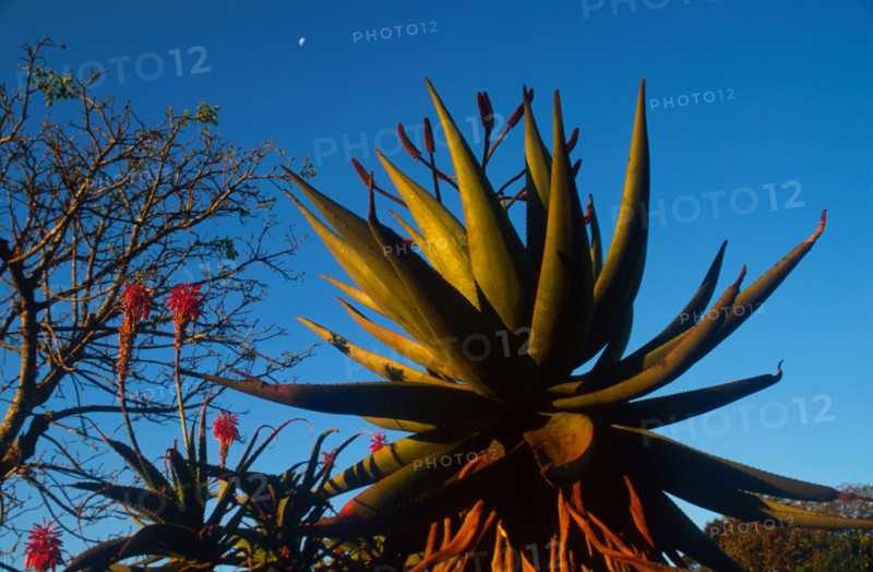 Aloe spp