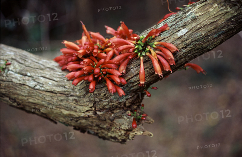 Tree Fuchsia (Halleria lucida)