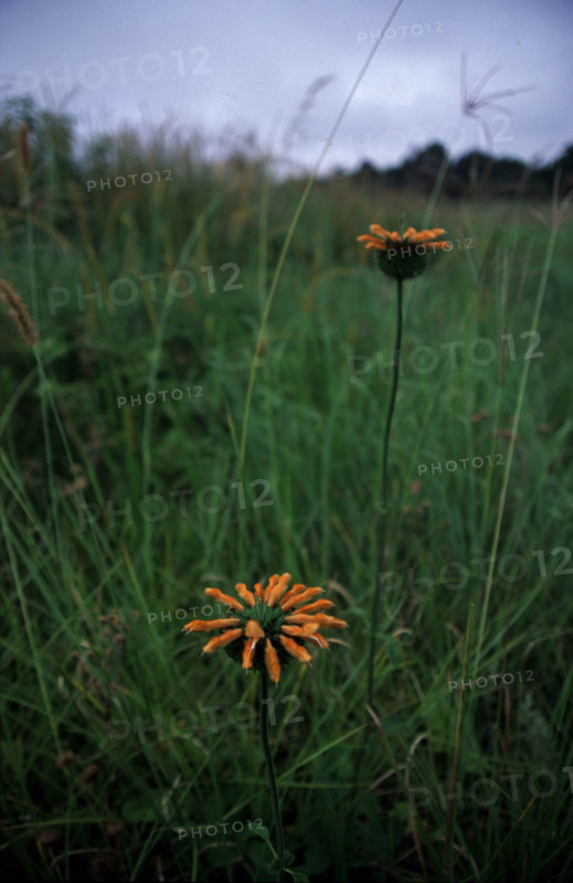 Wild Dagga (Leonotis leonurus)