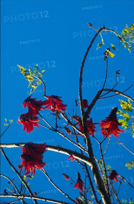 Coral tree (Erythrina lysistemon)