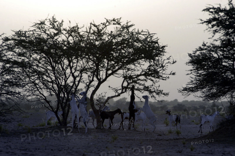 Niger
