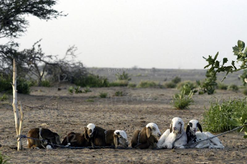 Niger