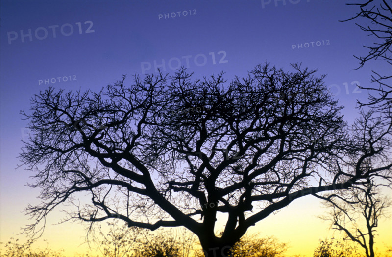 Marula Tree (Sclerocarya birrea)