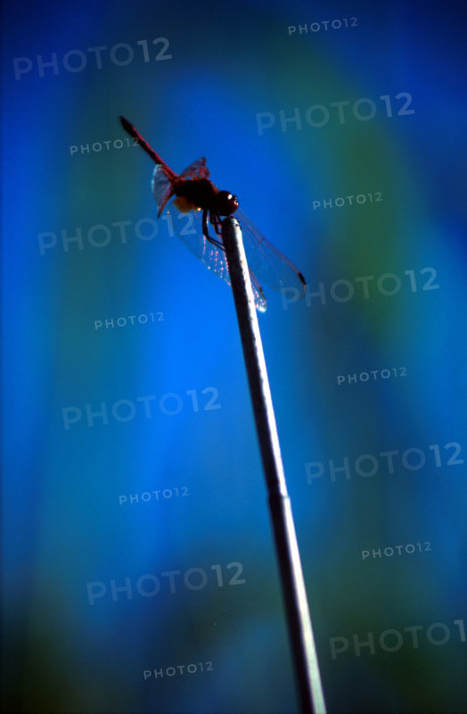 Dragonfly on a grass stalk