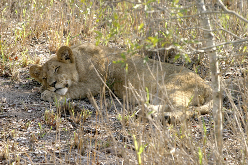 lioncub.jpg