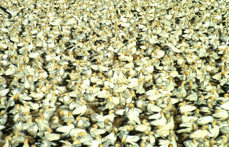 Cape gannet (Sula capensis) colony