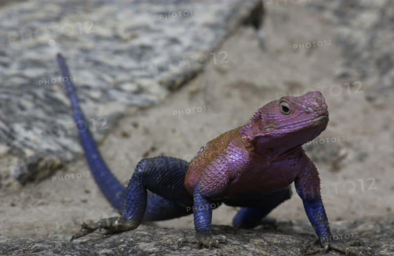 Amazing lizard