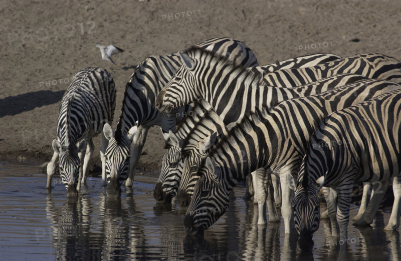 Zebras drinking