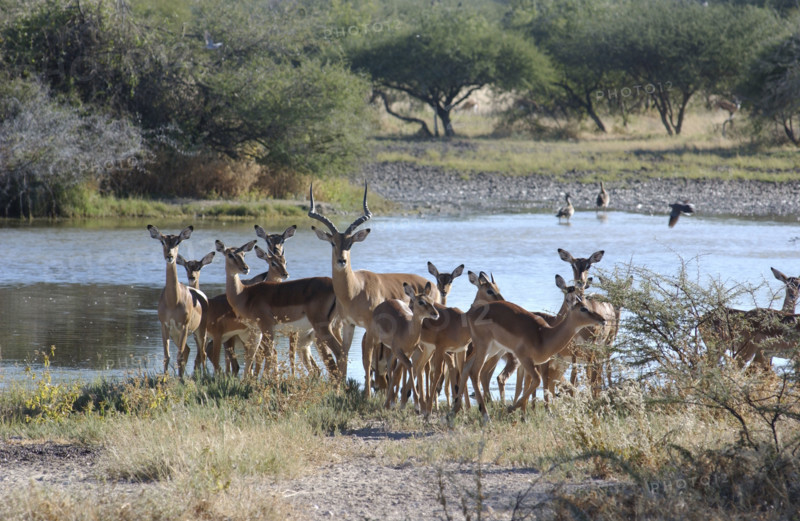 Impala at a water hole