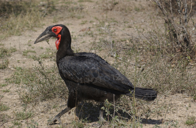 Ground Hornbill
