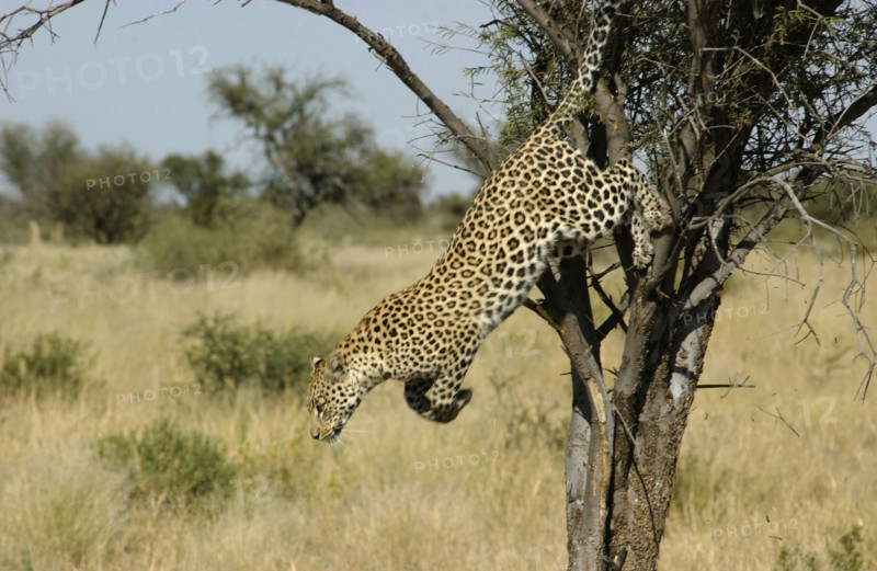 Leopard jumping from a tree
Khutse game Reserve