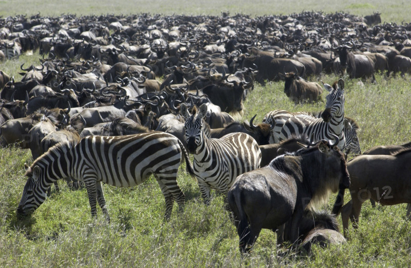 Wilderbeast migration.Kenya