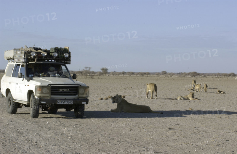 Tourists & Lions