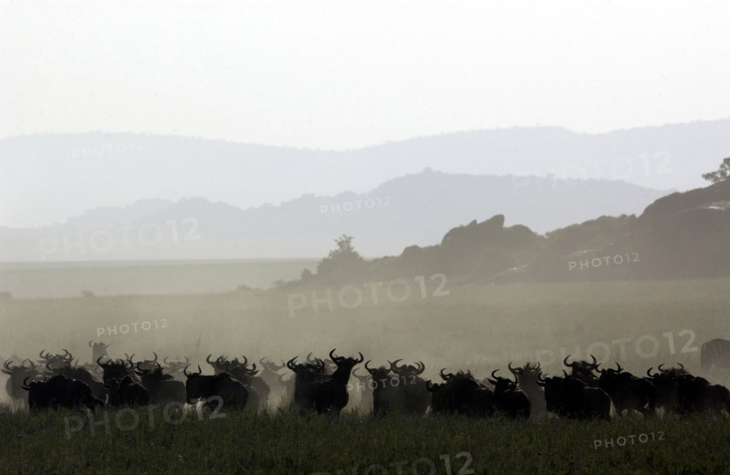Widerbeast migration.Kenya